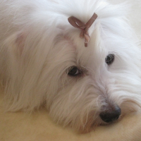 Photo de profil de Cesar