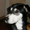 Photo de Nala