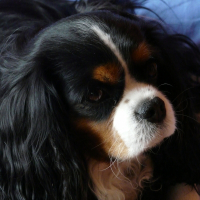 Photo de profil de Vanille