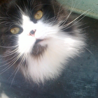 Photo de profil de Sushi