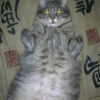 Photo de Vanille