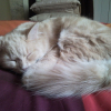 Photo de Elliote