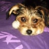 Photo de Maya, Yorkshire Terrier