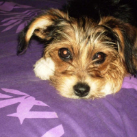 Photo de profil de Maya