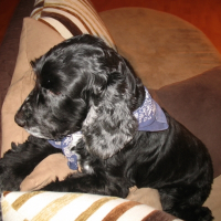 Photo de profil de Thunder