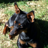 Photo de profil de Rocky