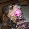 Photo de Dolie
