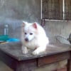 Photo de Prince