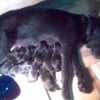 Photo de Queen, Labrador Retriever