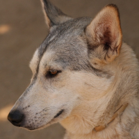 Photo de profil de Cheyenne