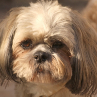 Photo de profil de Orphée
