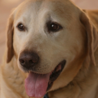 Photo de profil de Pepsy