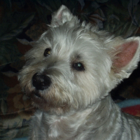 Photo de profil de Isidore