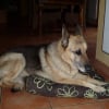 Photo de Sam