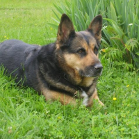 Photo de profil de Nala