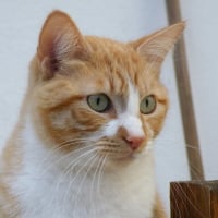 Photo de profil de Katoche