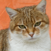 Photo de profil de Dieselle