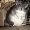 Photo de Pikatchue, Chinchilla