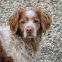 Photo de profil de Shipy