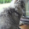 Photo de Pilule, Angora Turc