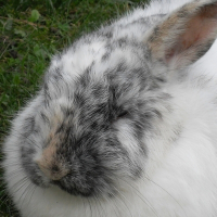Photo de profil de Mickey