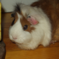 Photo de profil de Pikachu