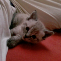 Photo de profil de Elya