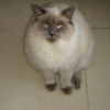 Photo de Bamboo