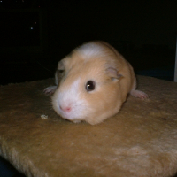 Photo de profil de Kallye