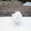 Photo de Minnie 