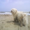 Photo de Vincy, Bichon Havanais