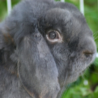 Photo de profil de Nelson