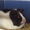 Photo de Choupinette