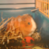 Photo de Caramel