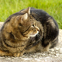 Photo de profil de Patator