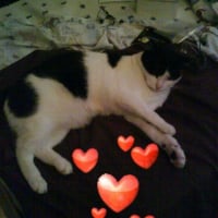 Photo de profil de C'dominoe