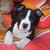 Photo de Capone