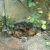 Photo de Tigrou