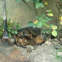 Photo de profil de Tigrou