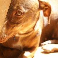 Photo de profil de Coupine