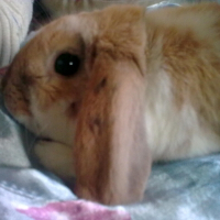 Photo de profil de Pin-pin