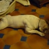 Photo de Croc dur, Bouledogue Américain