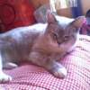 Photo de Nala
