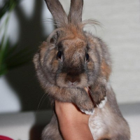 Photo de profil de Pimpom