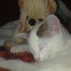 Photo de Katana