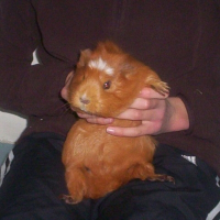 Photo de profil de Surprise