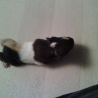 Photo de profil de Chips