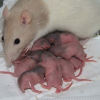 Photo de 14 bébés ratous