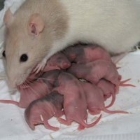 Photo de profil de 14 bébés ratous