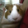Photo de Osto